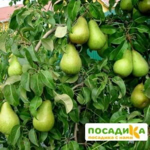 Подготовка почвы и удобрения